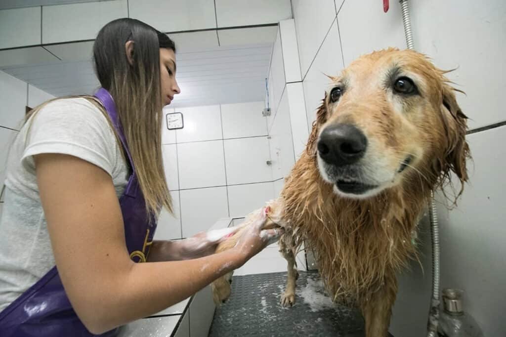 Pet Shops enfrentam risco de fechamento com nova proposta de lei