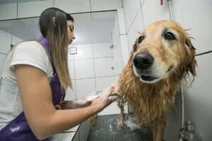 Pet Shops enfrentam risco de fechamento com nova proposta de lei